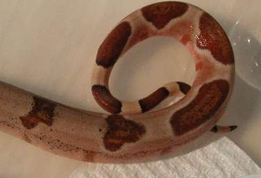 female C tail shot