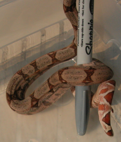 male E