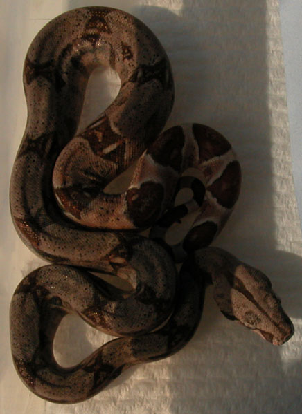 female F