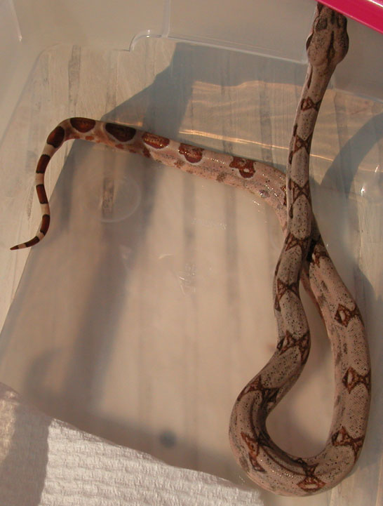 female (L)