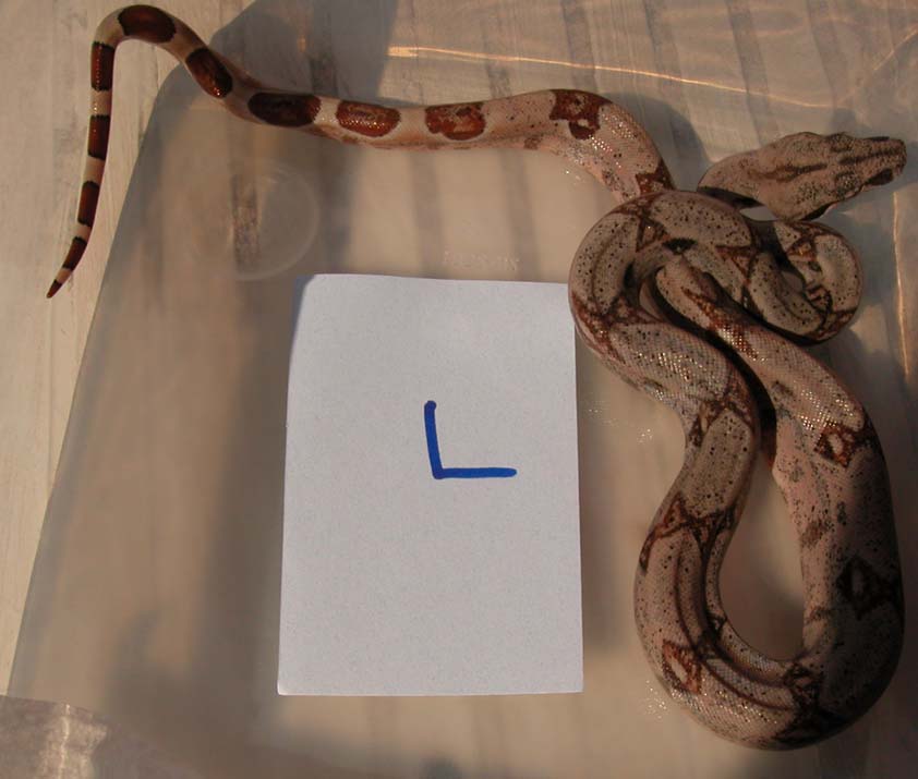 female (L) 2