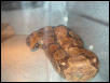 ovulation