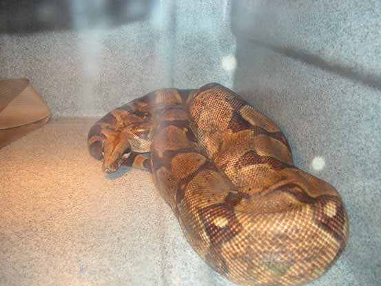 ovulation