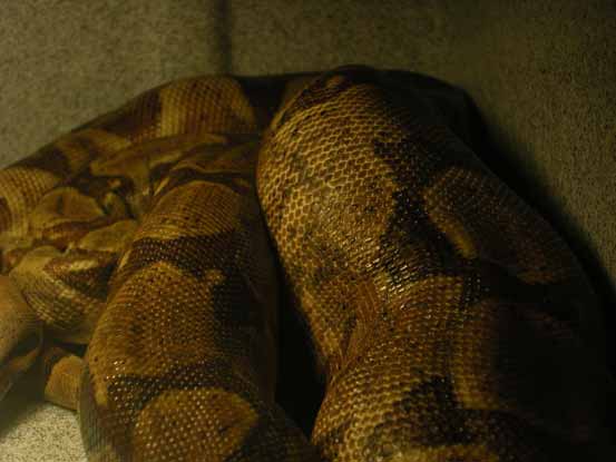 ovulation