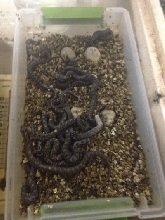 baby eastern hognose snake