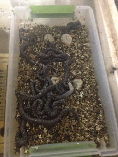 baby eastern hognose snake