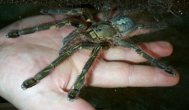 rufilata