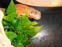 IGUANA