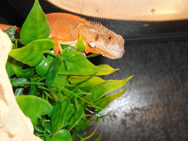 IGUANA
