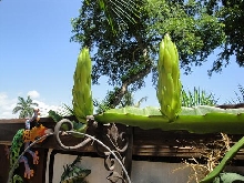 CACTI