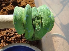 green / blue chondro