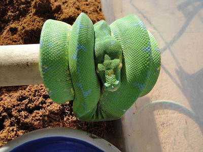 green / blue chondro