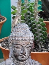 Buddah