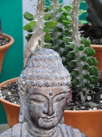 Buddah