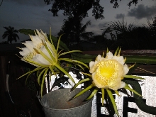 OPEN CACTUS
