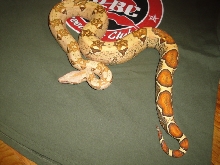 BOA VPI