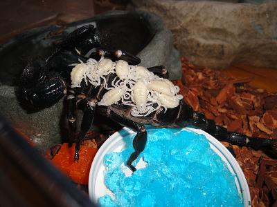 pIGGY BACK