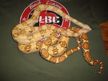 1.1 BOAS