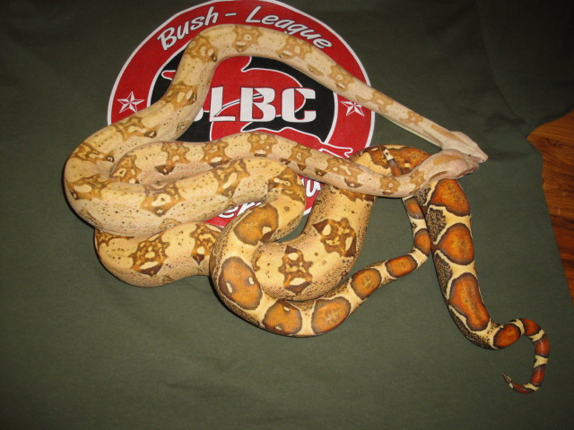 1.1 BOAS