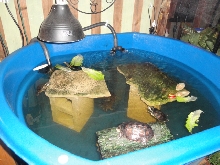 TURTLES