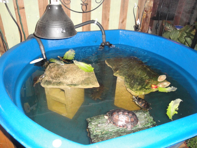 TURTLES