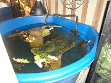 TURTLES