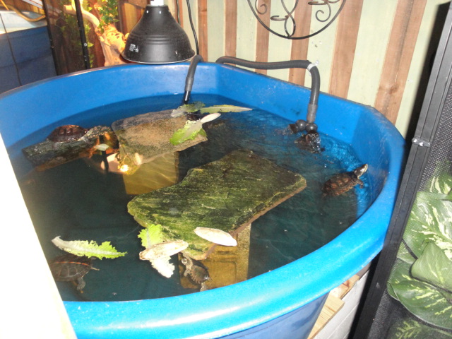 TURTLES