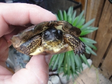 wood turtle