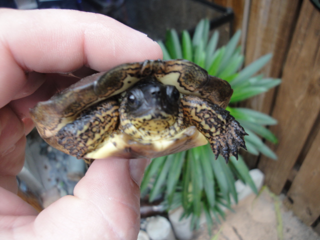 wood turtle