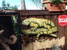 IGUANAS