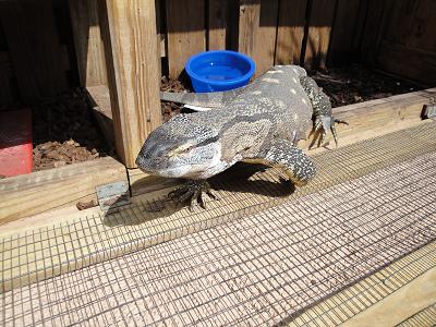 sHEDDING