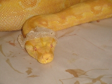 shedding