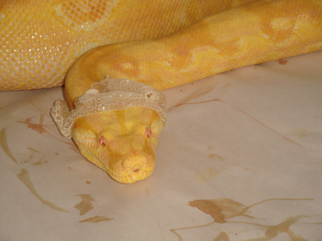 shedding