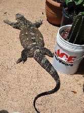 BUCK SUNNIN'