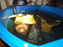TURTLES