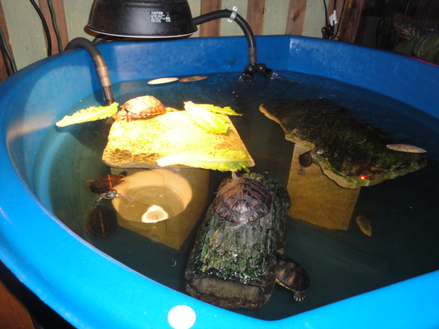 TURTLES
