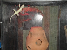 GECKOS