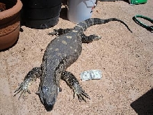lounge lizard