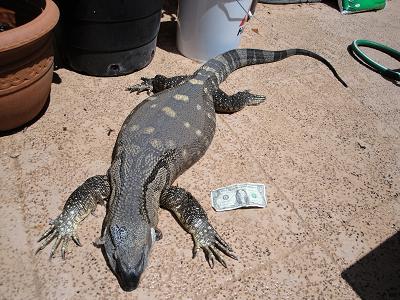 lounge lizard