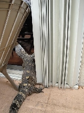 sneak