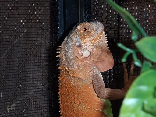 IGUANA CLOSE UP