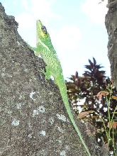 ANOLE