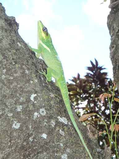 ANOLE