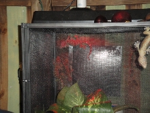 tokay cage