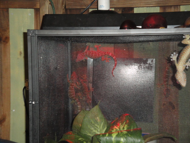 tokay cage