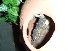 TOKAY EGG