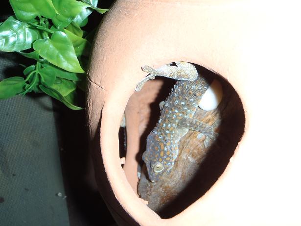 TOKAY EGG