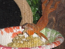 IGUANA squash
