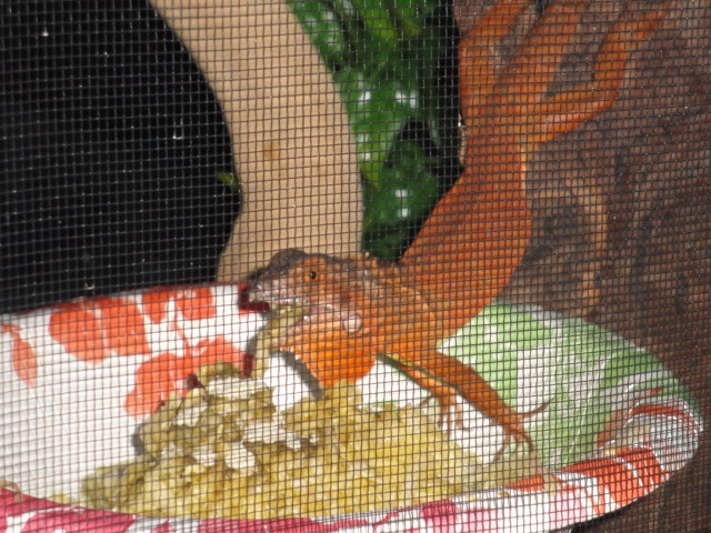 IGUANA squash