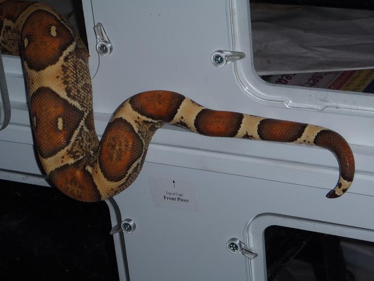 MORE TAIL
